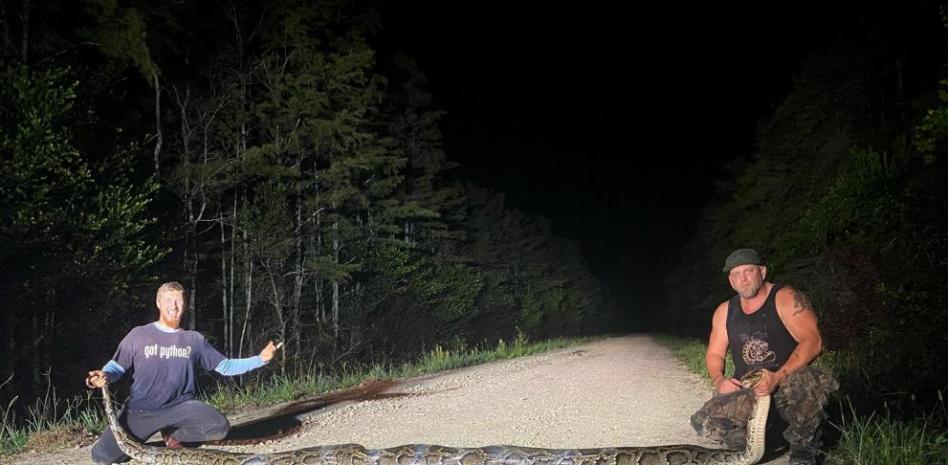 Capturan y matan en Miami a una pitón birmana de más de seis metros de largo