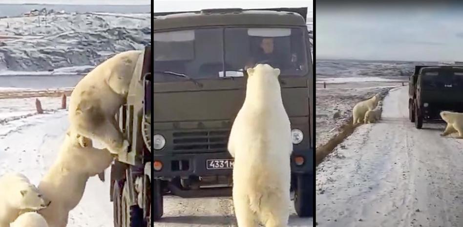 Captan el momento en que una decena de osos polares registran un camión de la basura en busca de comida