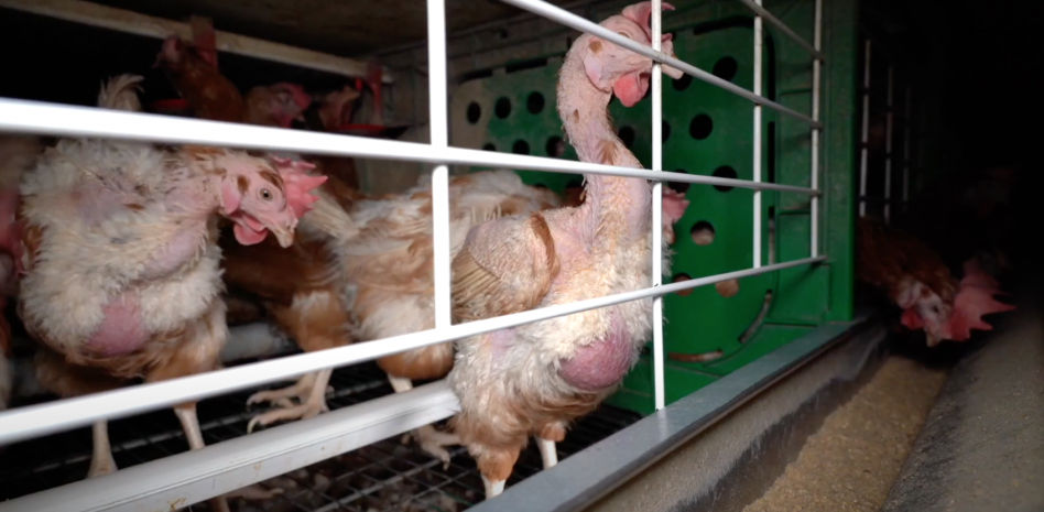 Denuncian una ‘granja de los horrores’ de gallinas ponedoras en Madrid