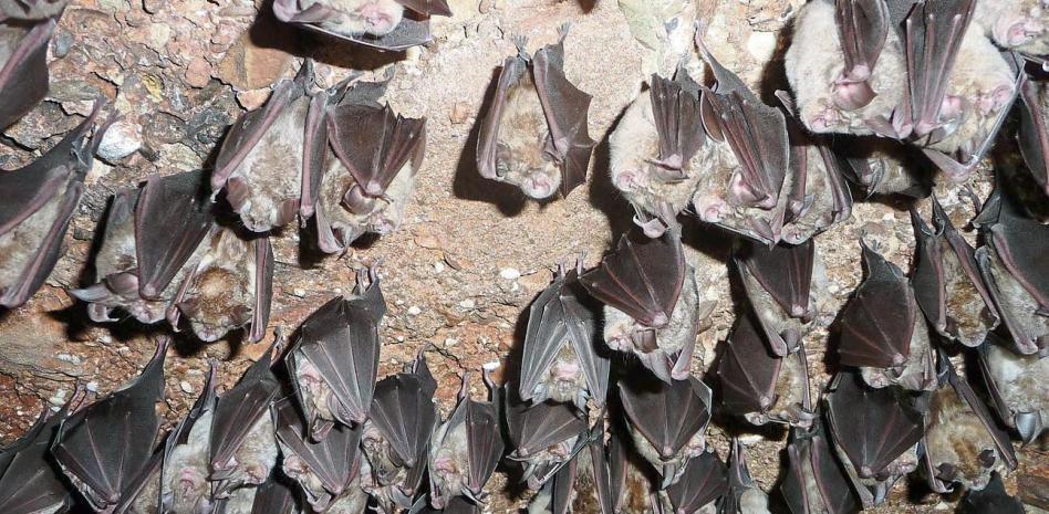 Nuevas evidencias señalan el origen de la pandemia en los murciélagos
