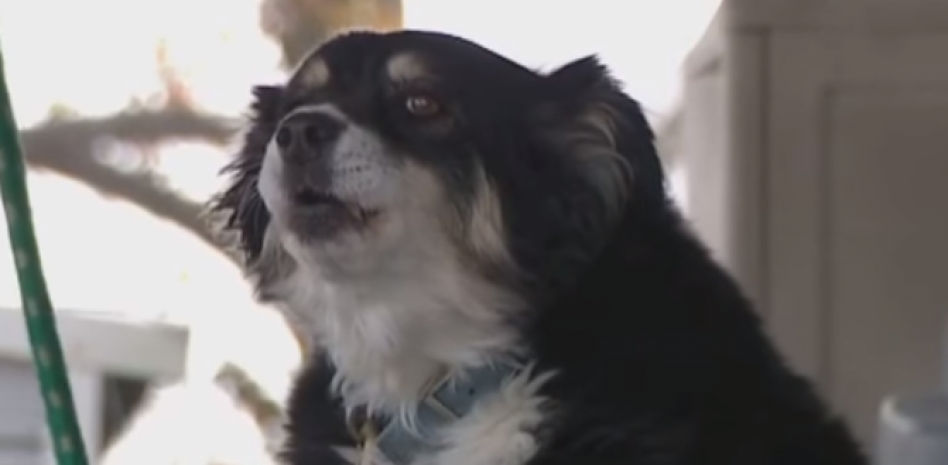 Un perro hereda 5 millones de dólares tras la muerte de su dueño y nadie sabe cómo gastarlos