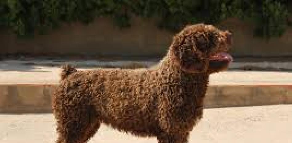 Asfixió a su perrita de aguas porque a su nueva pareja no le hacía gracia