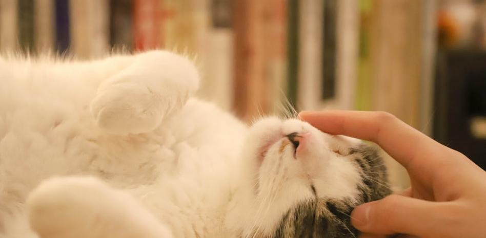 ¿Por qué se celebra el día internacional del gato?