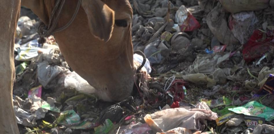 Sacan 70 kilos de basura del estómago de una vaca en la India