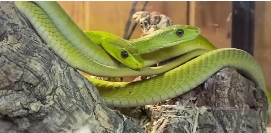El hombre mordido por una serpiente cascabel es en realidad un delincuente