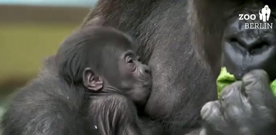 Tilla, la primera cría de bebé gorila que nace en el zoo de Berlín en 16 años