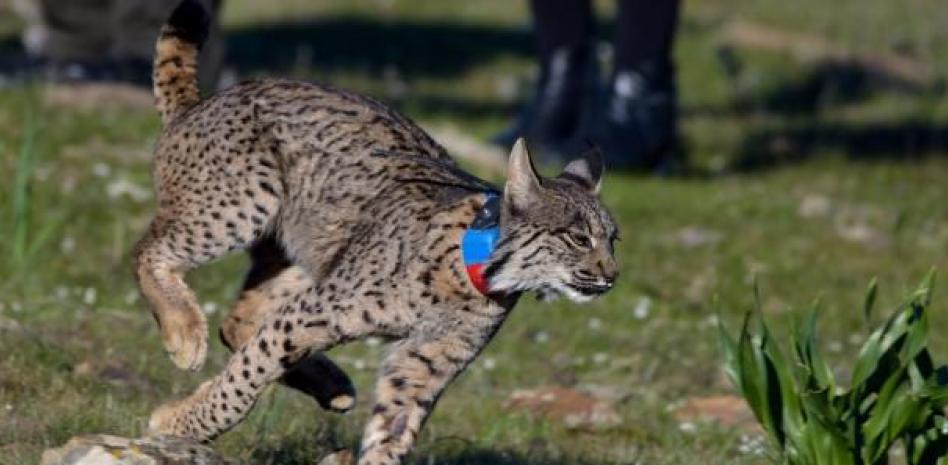 Nacen por primera vez seis linces en una misma camada