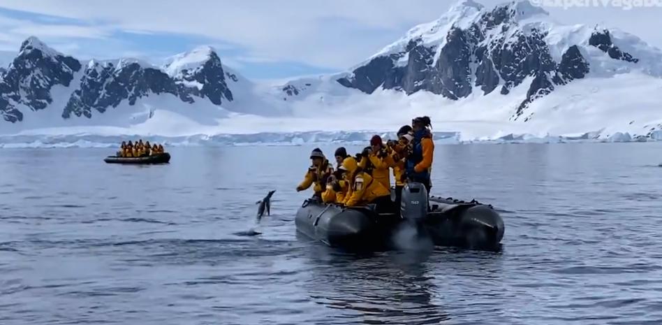 Un pingüino se salva de ser devorado por una orca saltando a un bote de unos turistas