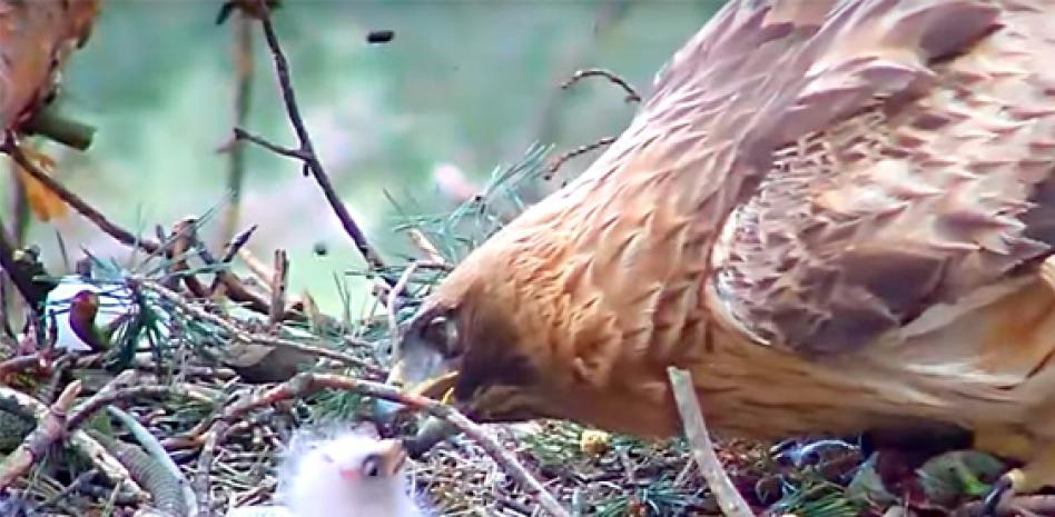 Un ‘Gran hermano ornitológico’ para mejorar la conservación de las aves