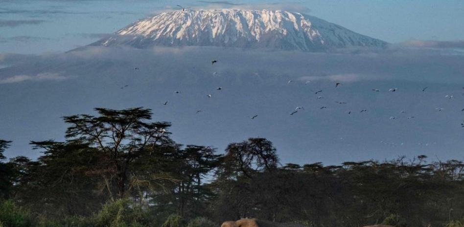 El aguacate, la nueva amenaza para los elefantes en Kenia