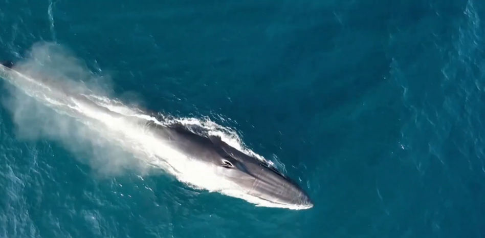 Un dron capta varias ballenas alimentándose en las costas de Catalunya