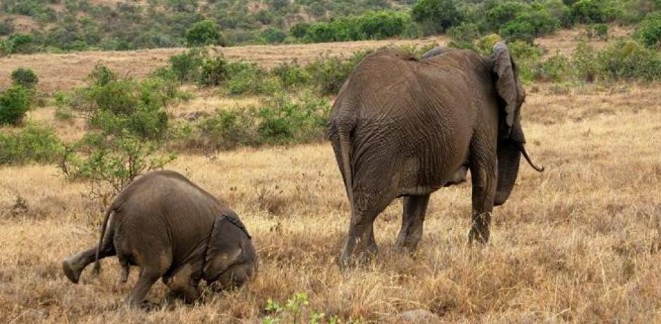 Dos especies de elefantes africanos están en peligro de extinción