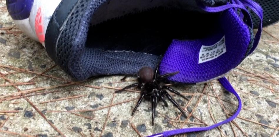 Miles de arañas gigantes invaden las casas tras las inundaciones en Australia