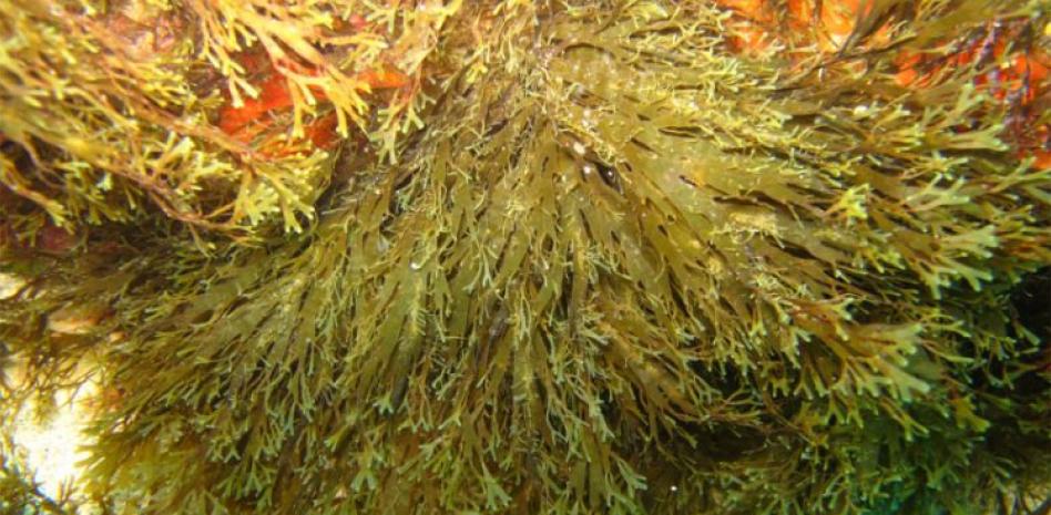 Crece la vigilancia sobre el alga asiática que se expande por nuestras costas