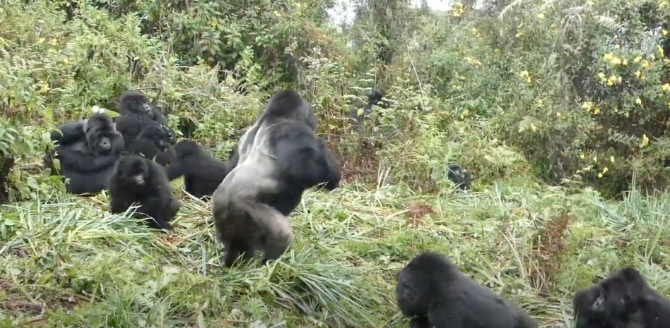 Por qué los gorilas se dan golpes en el pecho