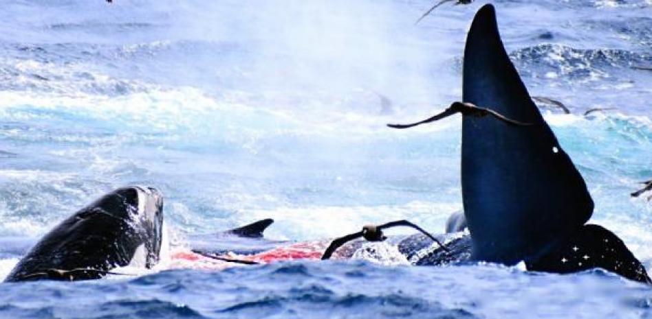 70 orcas atacan y devoran a una cría de ballena azul en cuatro horas