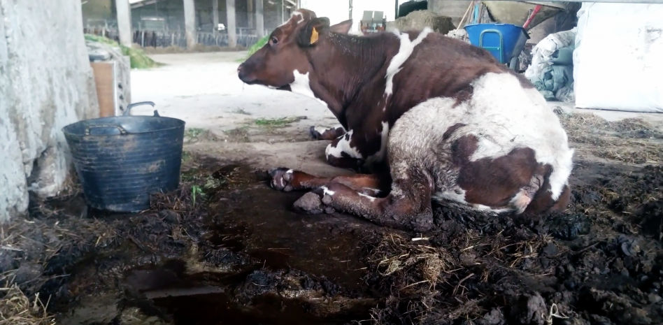 Vacas delgadas, terneros atados e insalubridad en siete explotaciones lecheras en Asturias