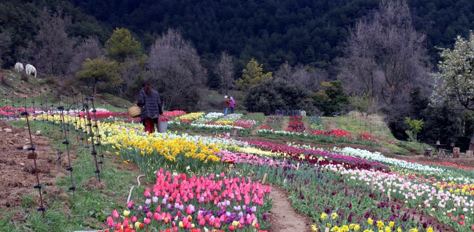 150.000 tulipanes a 1.200 metros de altitud, la nueva atracción turística del Berguedà