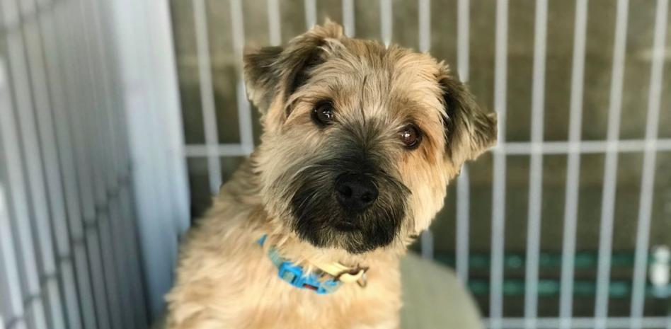 Bruno, el perrito que nadie quiere