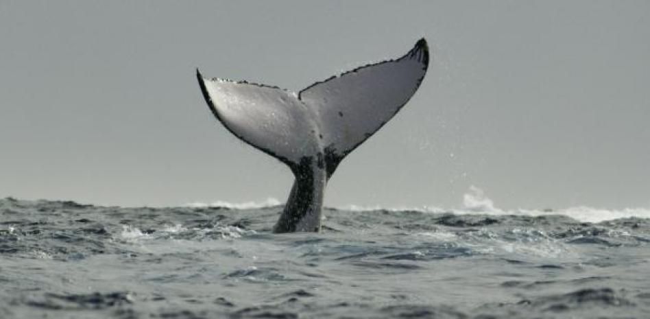 Ballenas en Europa: una protección de papel