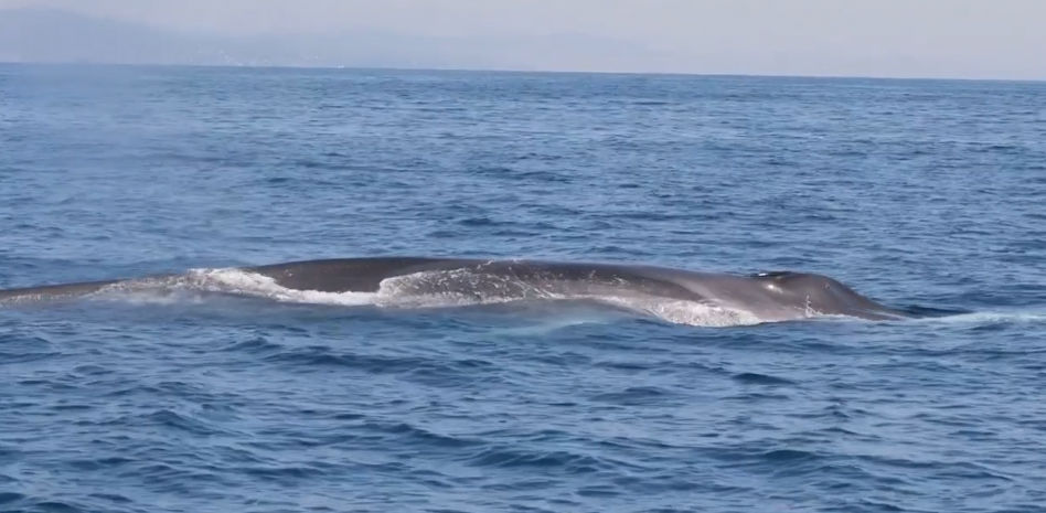 Las ballenas no están de paso