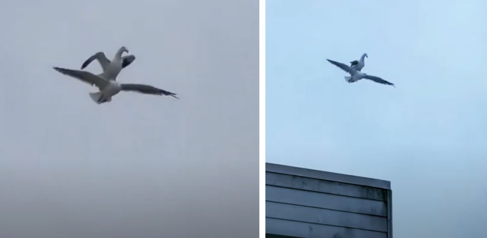 Una gaviota perezosa usa el lomo de una compañera como ‘jet privado’
