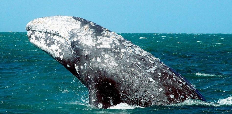 ¡Buscad a la ballena Wally!