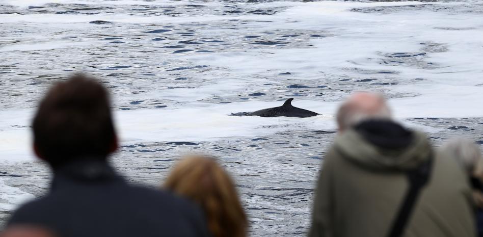 Rescatan a una ballena varada en el río Támesis