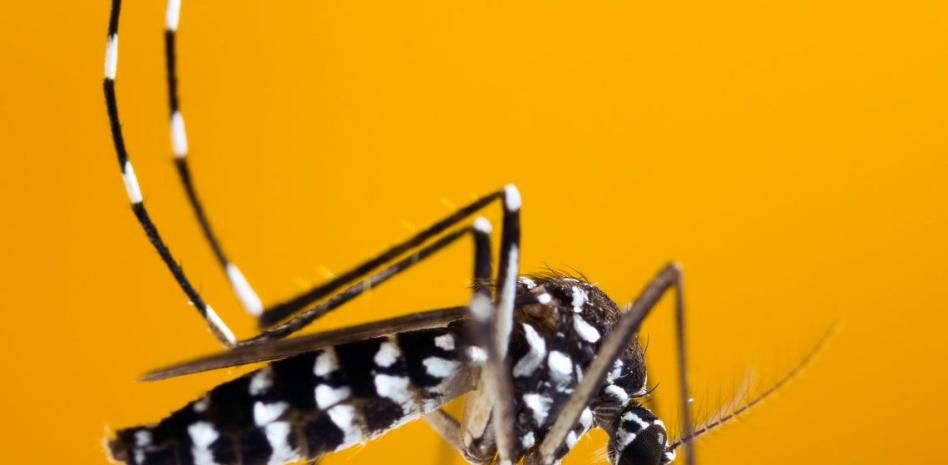 Llega el verano y así puedes identificar el mosquito tigre