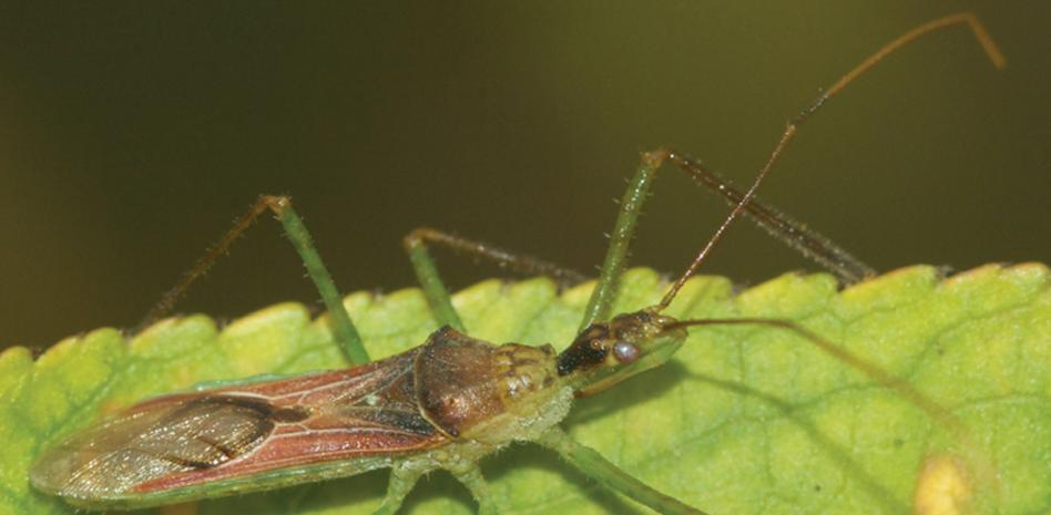 El conocido como ‘chinche asesino’ se expande por España