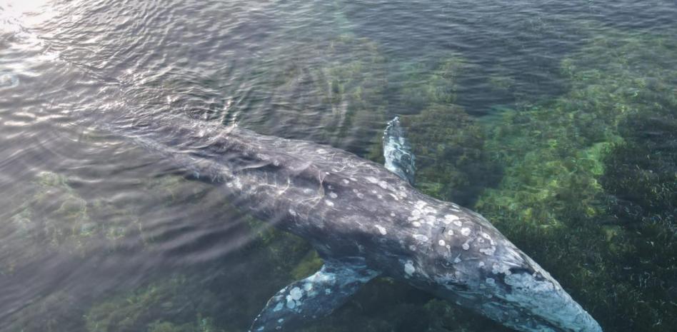 "Salvad a Wally", operación de Estado en Mallorca para evitar la muerte de la ballena gris