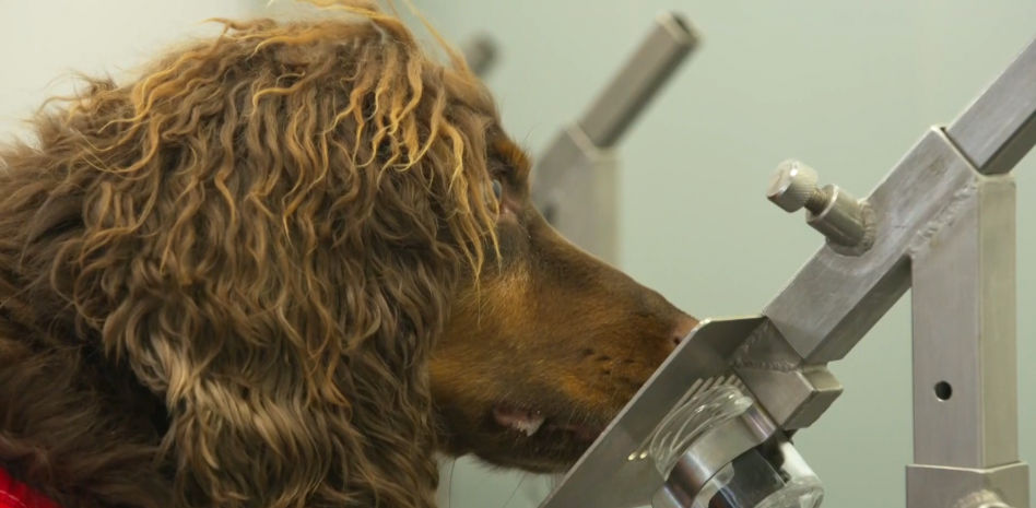 Un estudio indica que los perros pueden detectar la covid con una precisión de hasta el 94 %