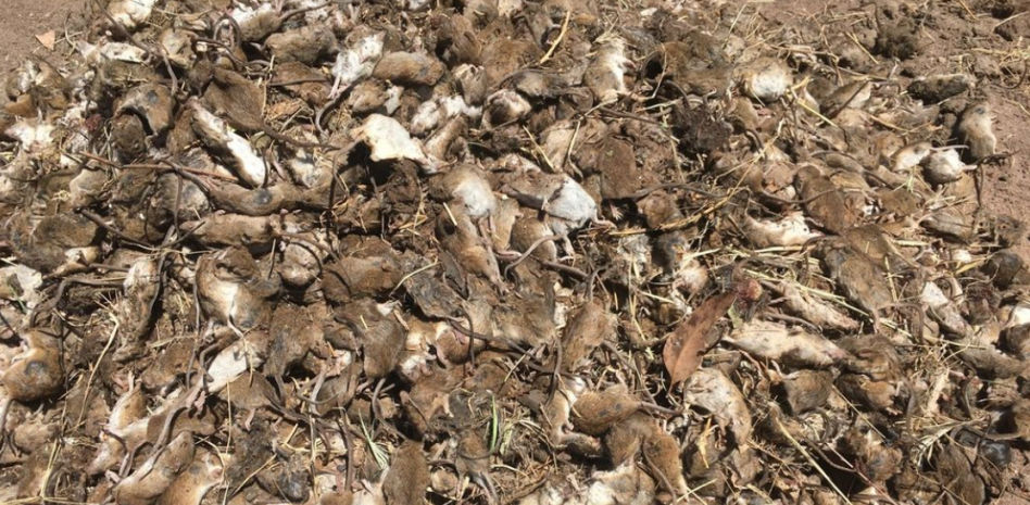 Australia sufre una de las peores plagas de ratones de la historia