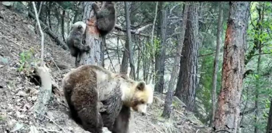 Primeras imágenes de tres de los osos nacidos este año en el Pirineo