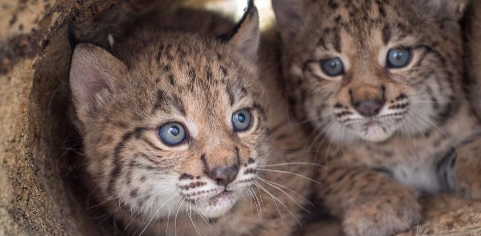 La población del lince ibérico se multiplica por 12 desde 2002