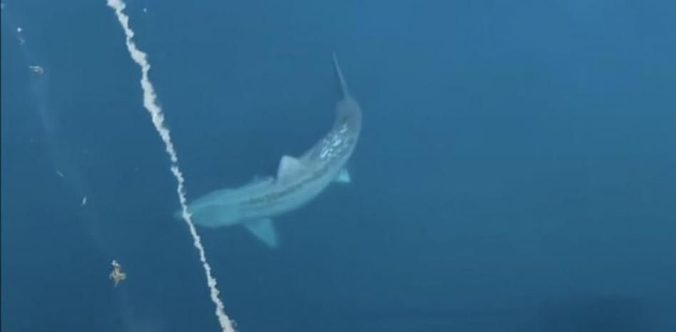 Graban a un tiburón gigante que recuerda al extinto megalodón rodeando un crucero con pasajeros