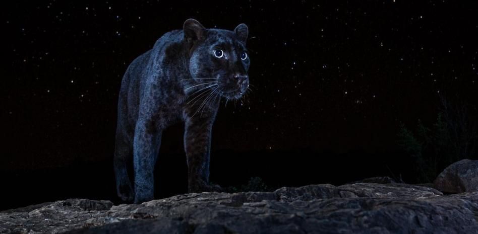 Tras 100 años sin ser vista en África, una rara pantera negra se cuela en un concurso fotográfico