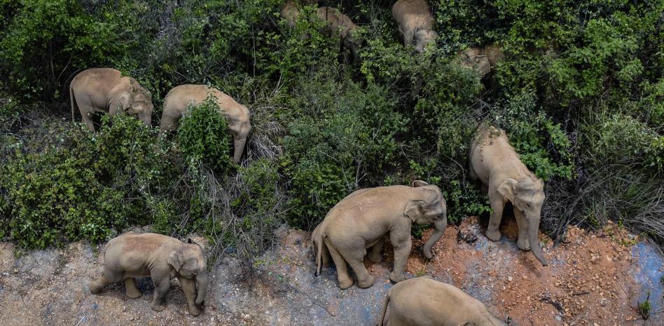 Una manada de 15 elefantes recorre 500 kilómetros en China