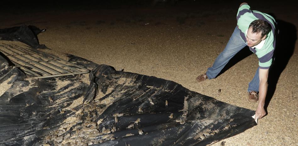 Una plaga de pesadilla en Australia