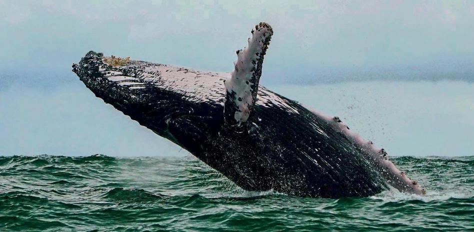 ¿Era Moby Dick? Un pescador dice que una ballena se lo tragó