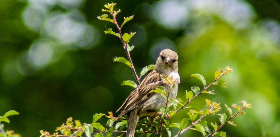 El trágico destino de los gorriones