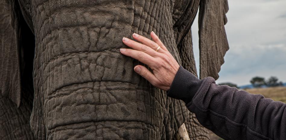 El tierno agradecimiento de un elefante tras ser rescatado de un foso en el que estaba atrapado
