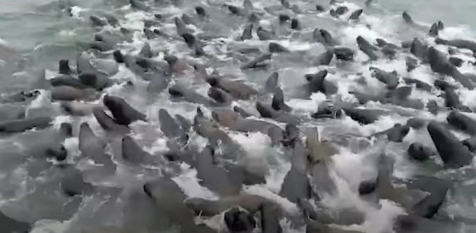 Un grupo de leones marinos casi hunde un barco pesquero para evitar ser devorados por orcas