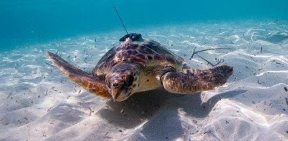 Los animales y la naturaleza se rebelan