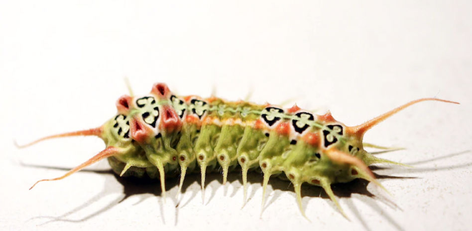 El veneno curativo de estas orugas tan llamativas