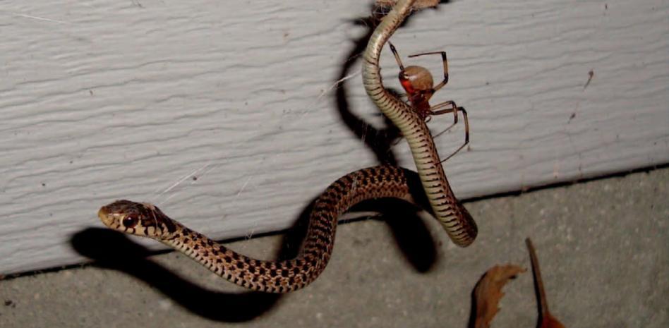 Arañas que devoran serpientes: una investigación que pone los pelos de punta