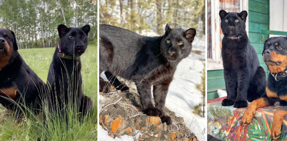 La pantera negra que juega en un bosque de Siberia junto a su amigo inseparable, un rottweiler