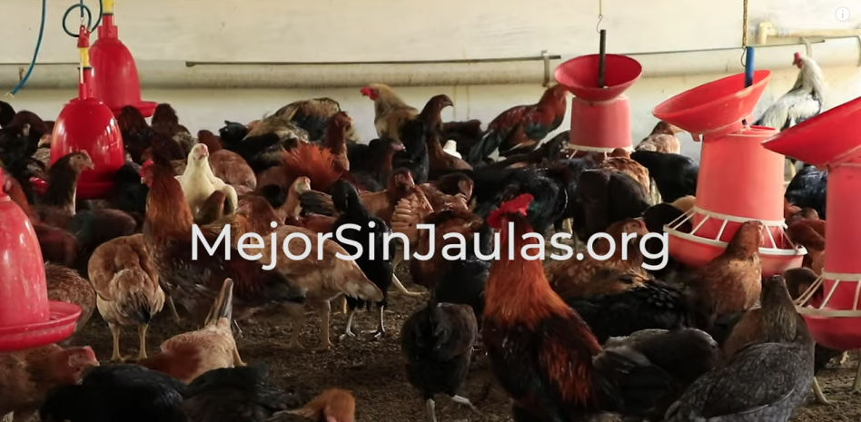 ‘Mejor sin jaulas’, la campaña que te guía en la compra de huevos de gallinas en libertad