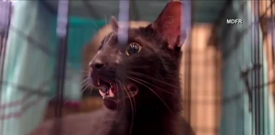 Sube a 86 el número de muertos por el derrumbe del edificio de Miami