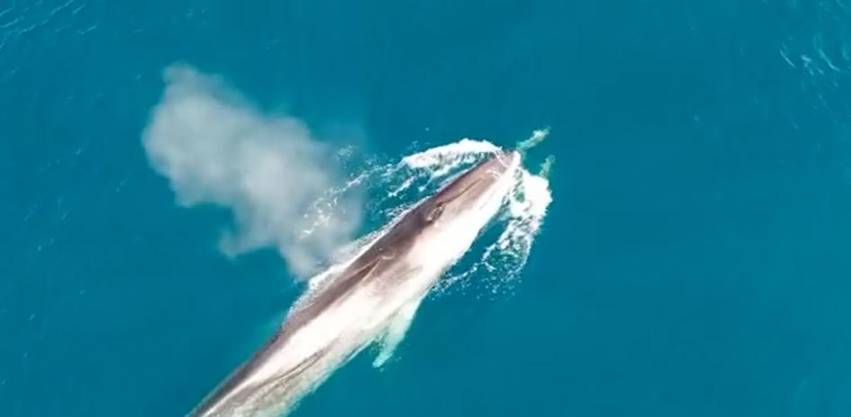 Impresionantes avistamientos de ballenas en la costa catalana